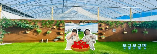 포천 딸기농장 몽글몽글팜 방문 (2025.2.2)