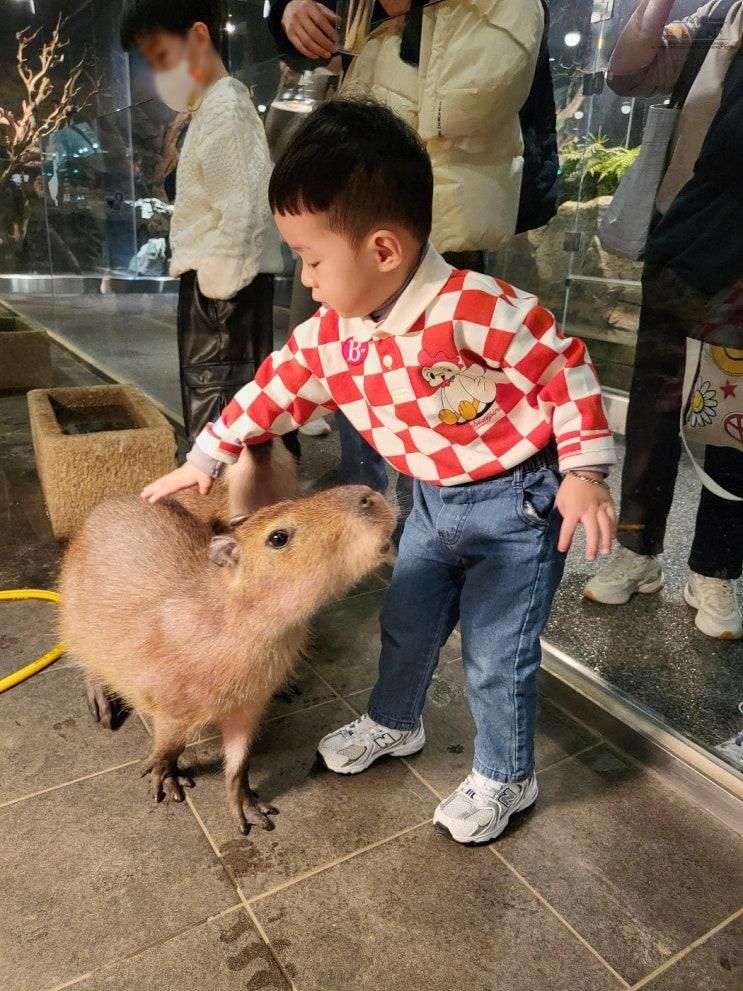가평여행 아이와 가볼만한곳 신비동물원