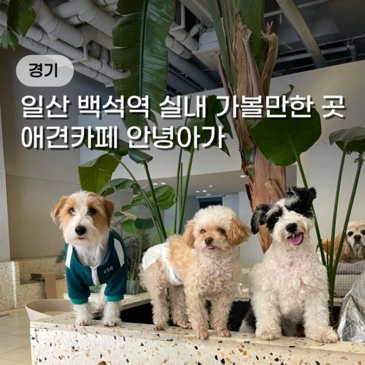 일산 백석역 실내 애견카페 안녕아가 애견유치원 입장료,주차...