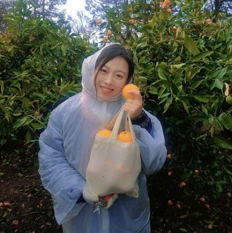 나무와열매 체험농장 서귀포 귤체험 추천 비올때 귤따기