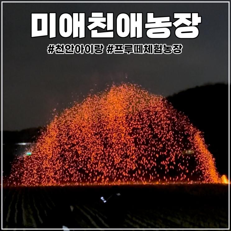 천안 아이랑 프루떼 미애친애농장 쥐불놀이