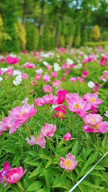 작약의 계절! 작약꽃이 예쁜 충주 우림정원/봄산책/충주여행