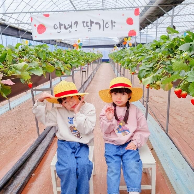 대구근교아이랑가볼만한곳 경산 윤스베리팜 딸기따기체험
