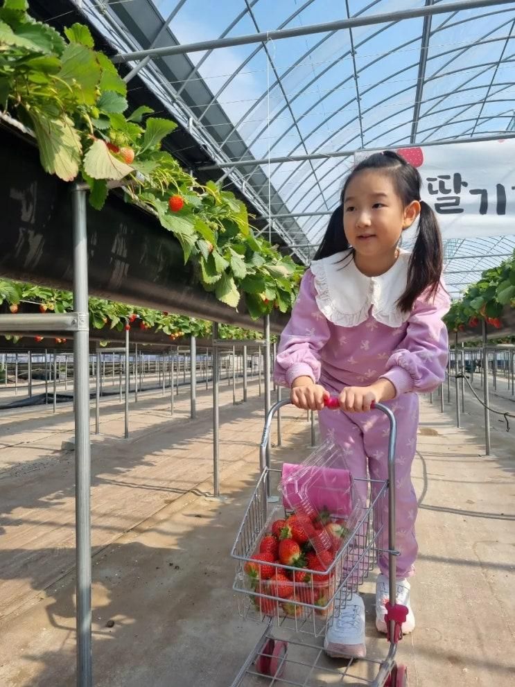 경산 딸기따기체험 "윤스베리팜"