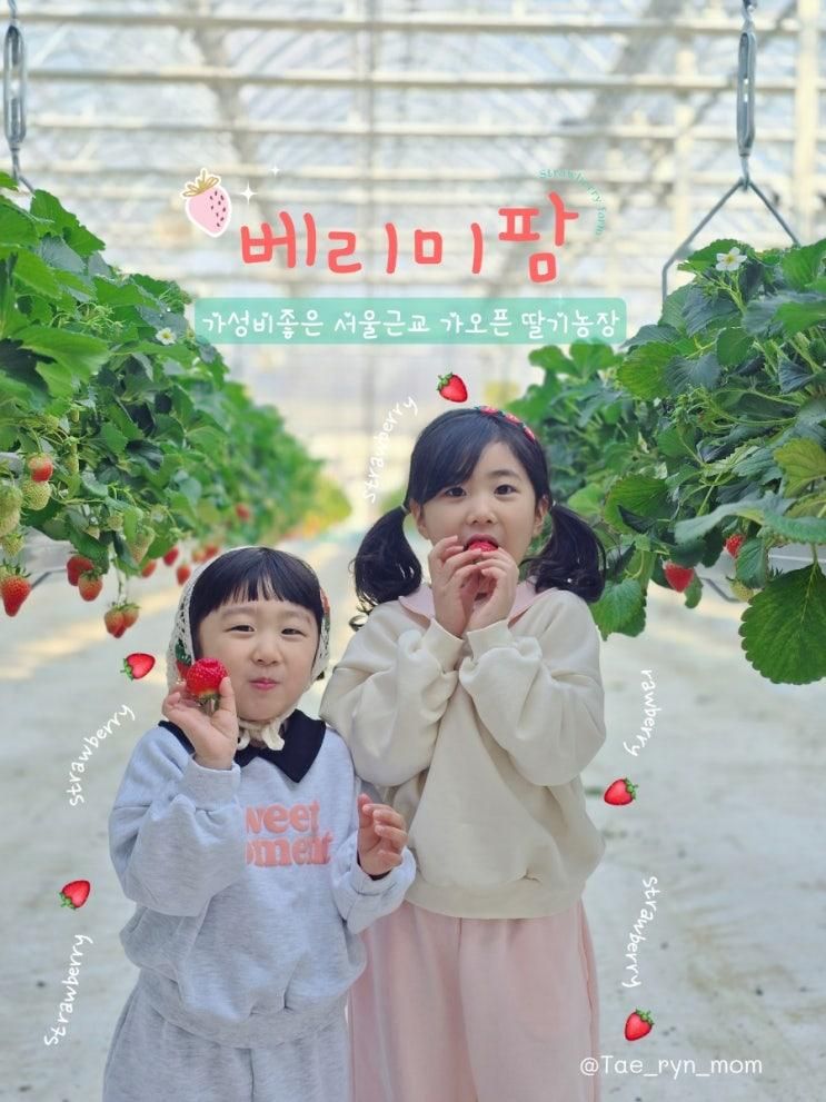 아이와_나들이: 서울근교 딸기체험 신규오픈농장 [베리미팜]