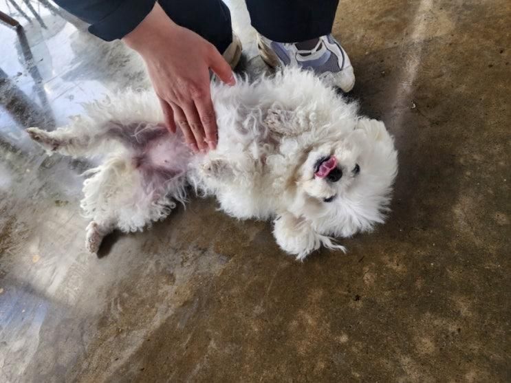 서산 카페 스핑크스타조농장 강아지 스핑크스 타조 등 이색카페