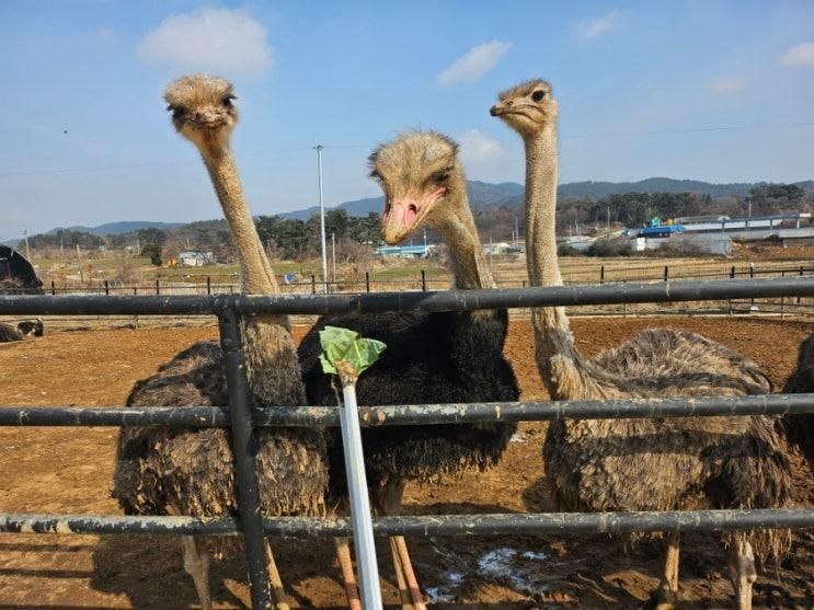 서산 태안 이이랑 이색체험농장 [스핑크스 타조농장] #고양이...