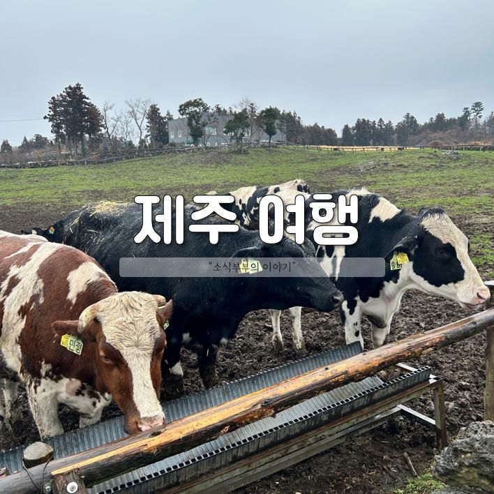 제주도 동쪽 코스 1일차(다담, 아침미소목장, 제주돌문화공원...