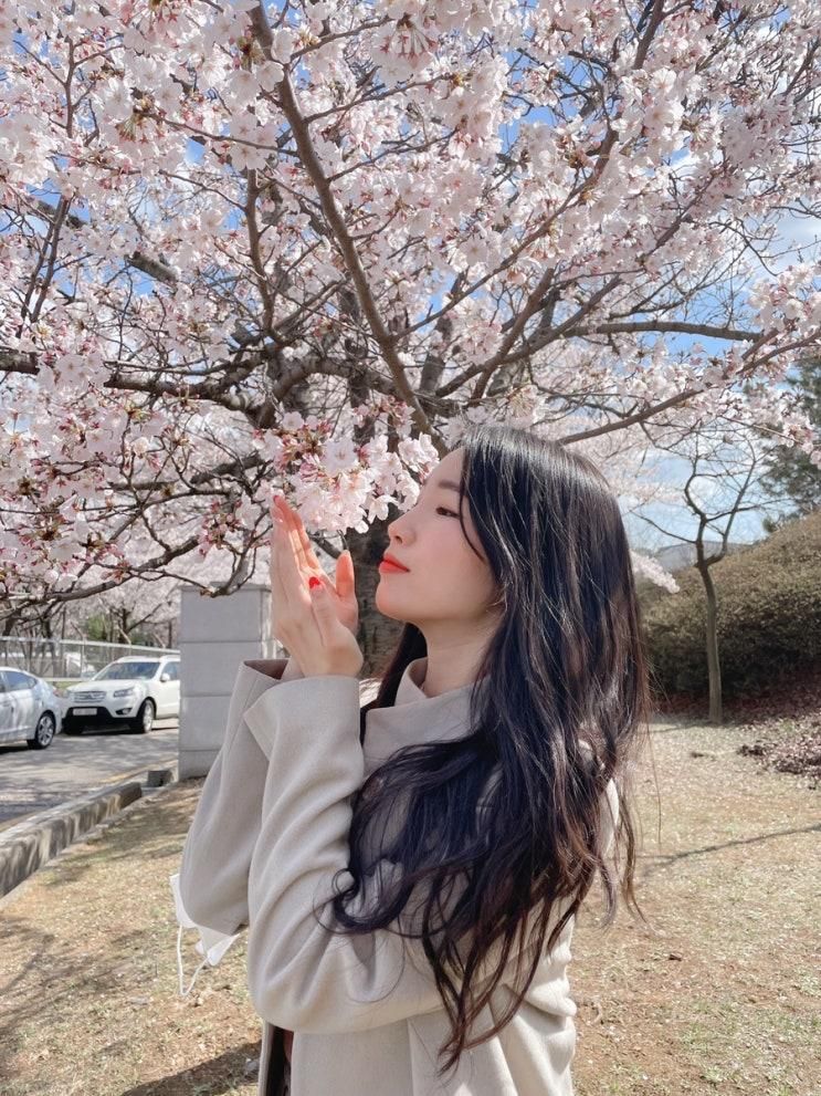 인천 벚꽃명소 추천 신석체육공원 꽃구경