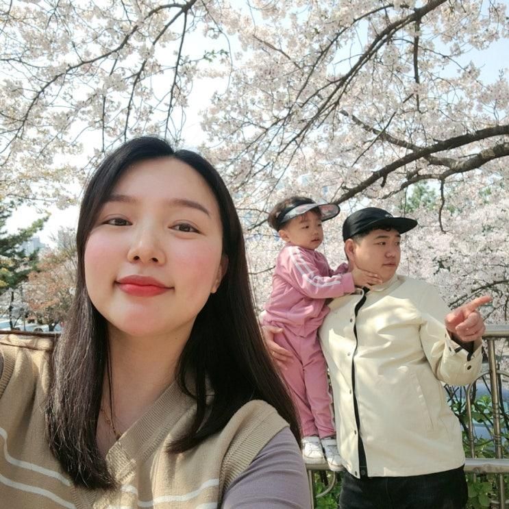 신석체육공원 벚꽃놀이, 가족나들이로 완벽