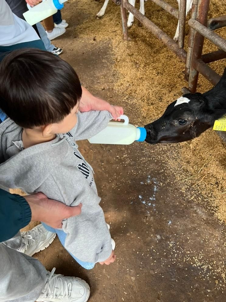 아기랑 경기도 파주 고구려 목장 체험 피자, 치즈 만들기와...