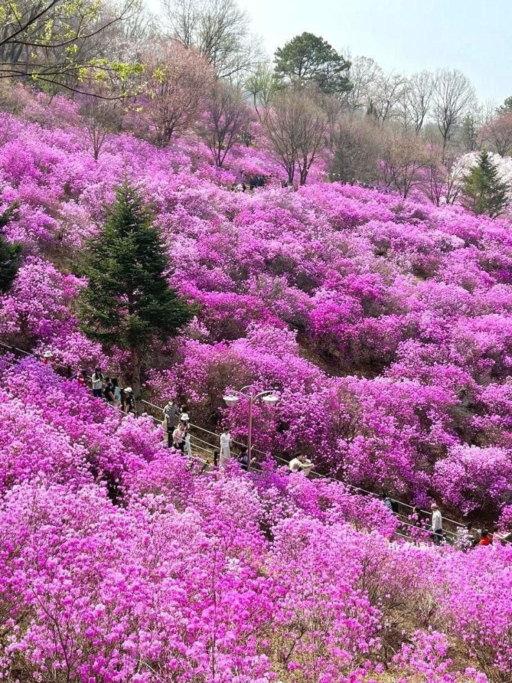 3월 서울 근교 가볼 만한 곳 축제 부천 원미산 진달래 동산 주차