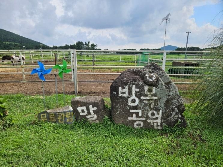 제주도 말체험 승마체험 무료관람 말방목공원 제주 동쪽...