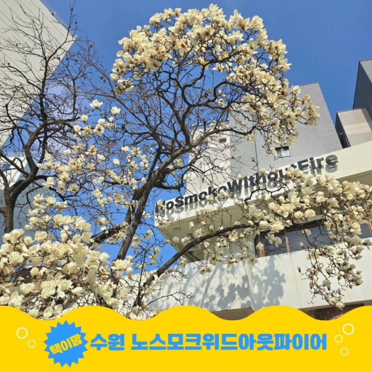 수원 목련 명소 노스모크위드아웃파이어 교동점 카페