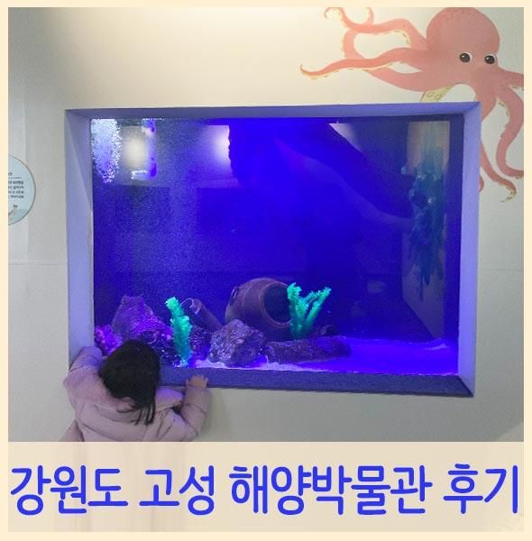 고성 여행 아이와 가볼만한 곳 화진포 해양박물관