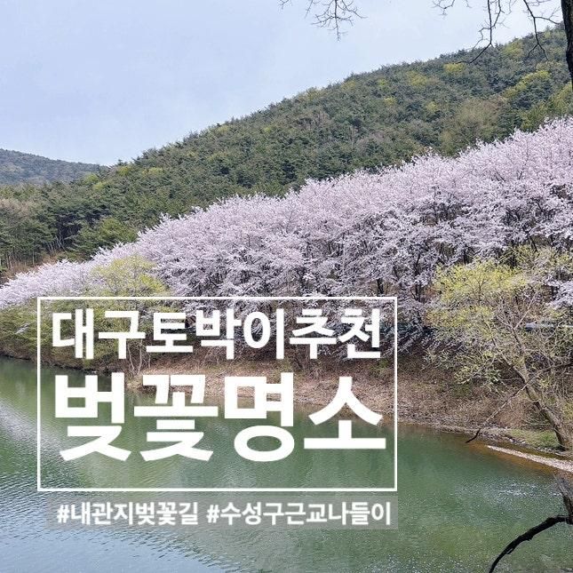 대구 벚꽃 명소 개화시기 현지인 추천 산책코스 내관지 위치 주차