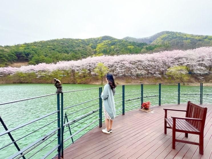 대구 수성못 벚꽃만큼 예쁜 벚꽃명소 내관지