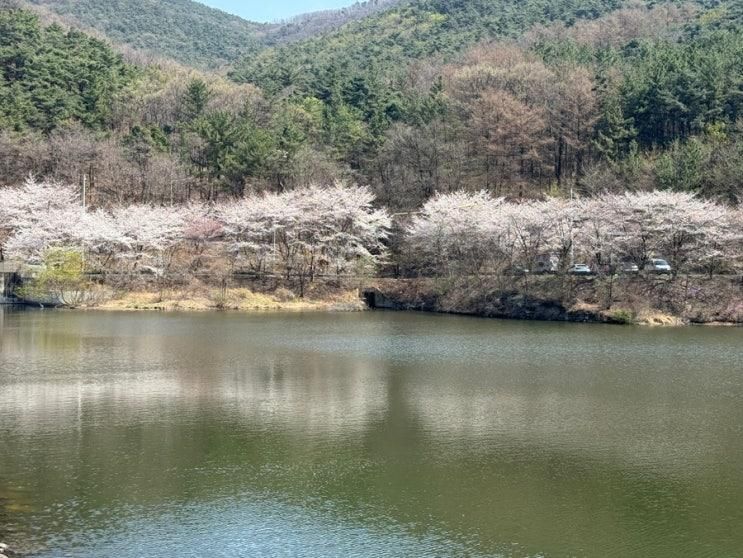 가벼운 등산 산책 명소 "청계사" 내관지 벚꽃 실시간 4월1일