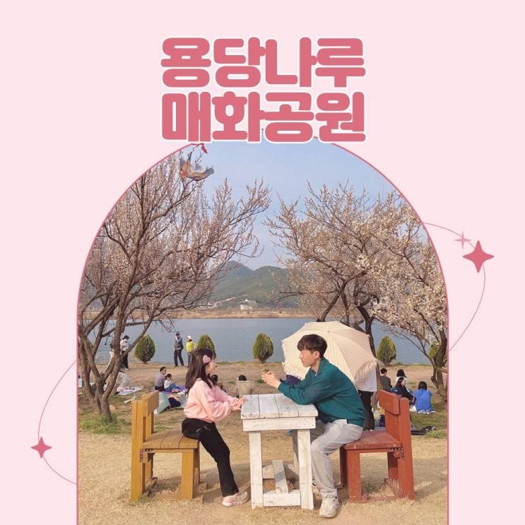 김해 매화 명소 용당나루 매화공원 아이와 봄피크닉