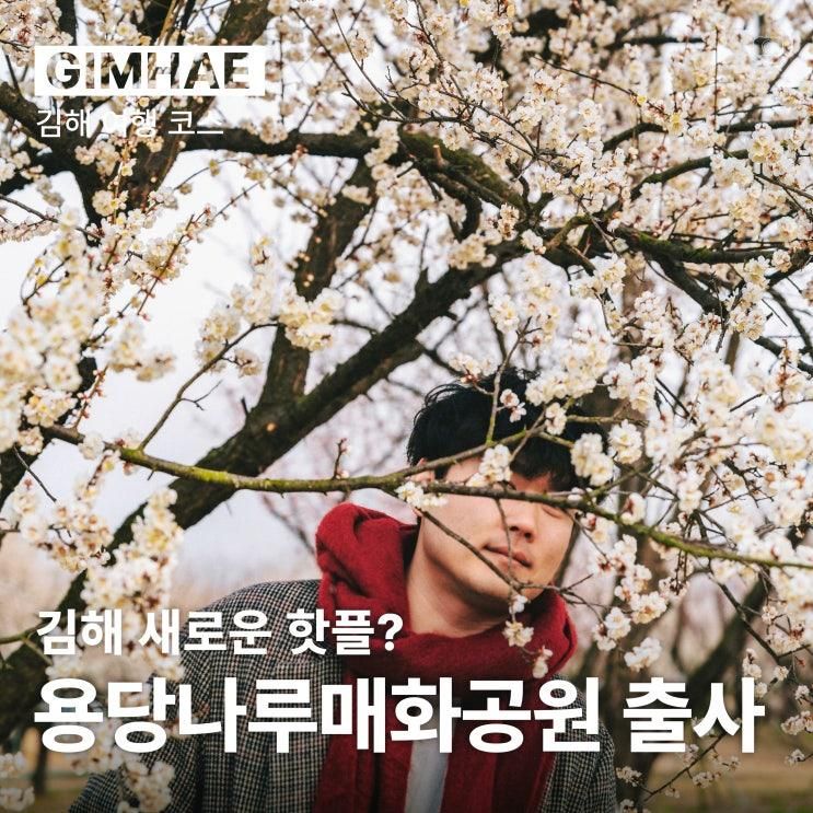 처음 가 본 용당나루매화공원 김해엔 꽃이 얼마나 폈을까?