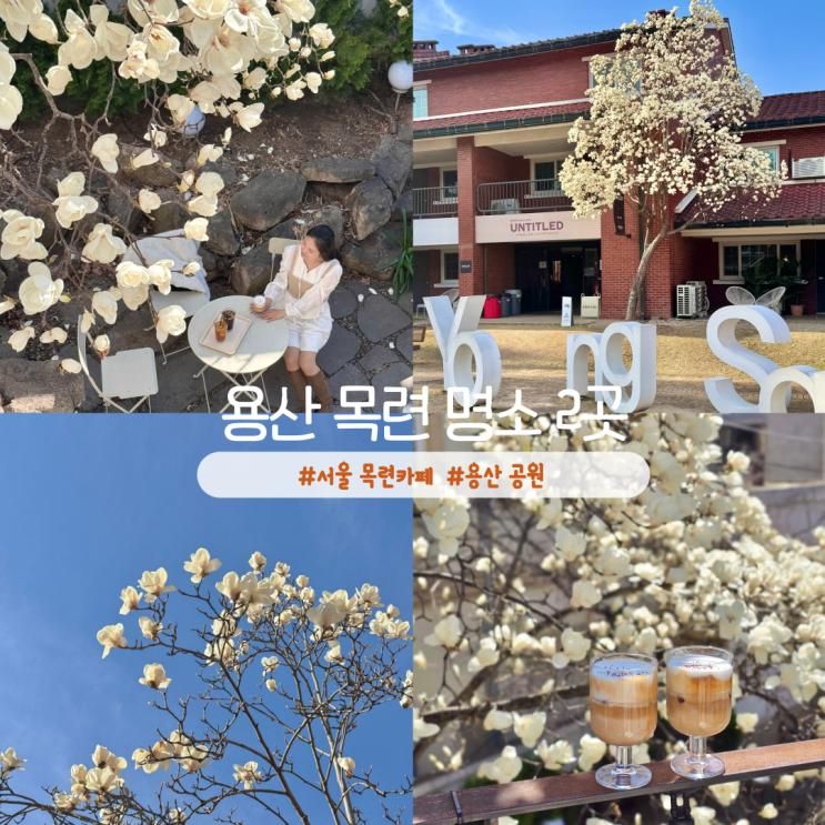 서울 목련 명소 용산 공원 굿뉴스카페앤모어 봄나들이 데이트코스