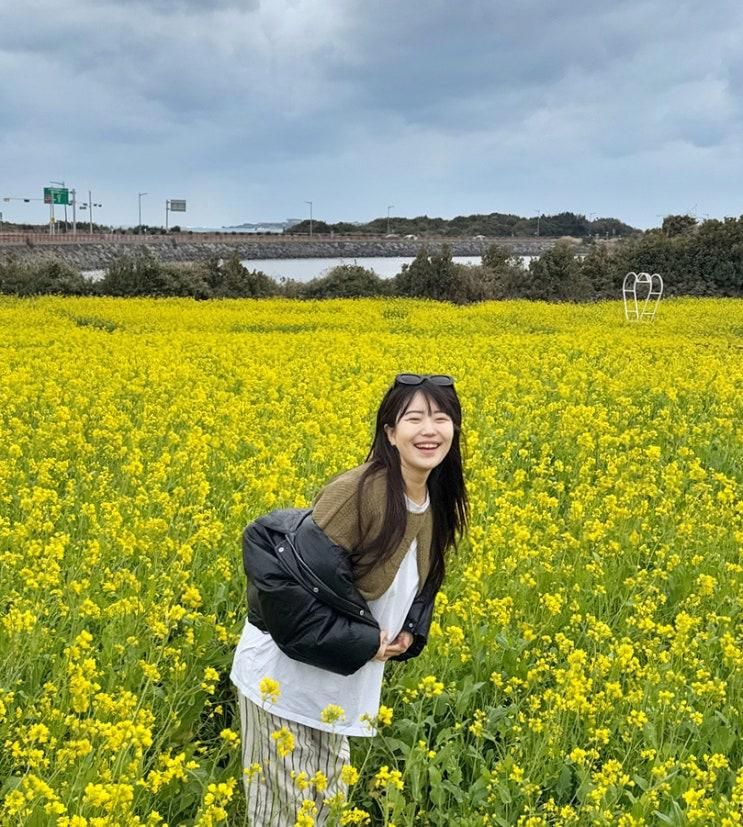 제주 유채꽃 명소 성산 일출봉 유채밭 개화시기 주차 입장료