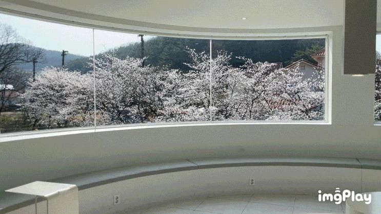 공주 벚꽃 카페 [카페 내재] 실내 벚꽃뷰 개화율 포토존