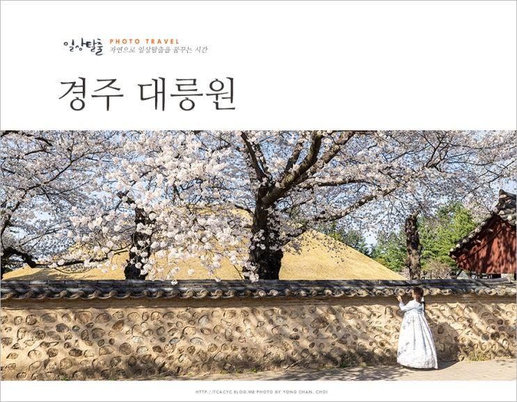 2025 경주 벚꽃 명소 대릉원 포토존 돌담길 경주 가볼만한곳