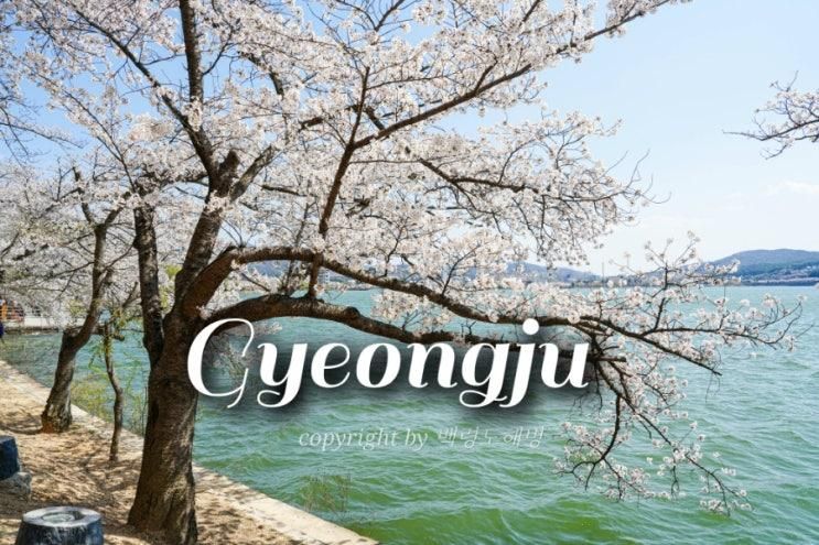 2025 경주 벚꽃 축제 명소 보문호수 벚꽃 대릉원돌담길 월정교...