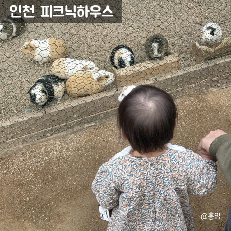 인천아이와가볼만한곳 동물 체험 가능 카페 피크닉하우스