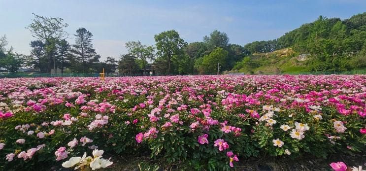 여주 작약꽃(소지개 농장) 숨은 명소//실시간 개화 상황
