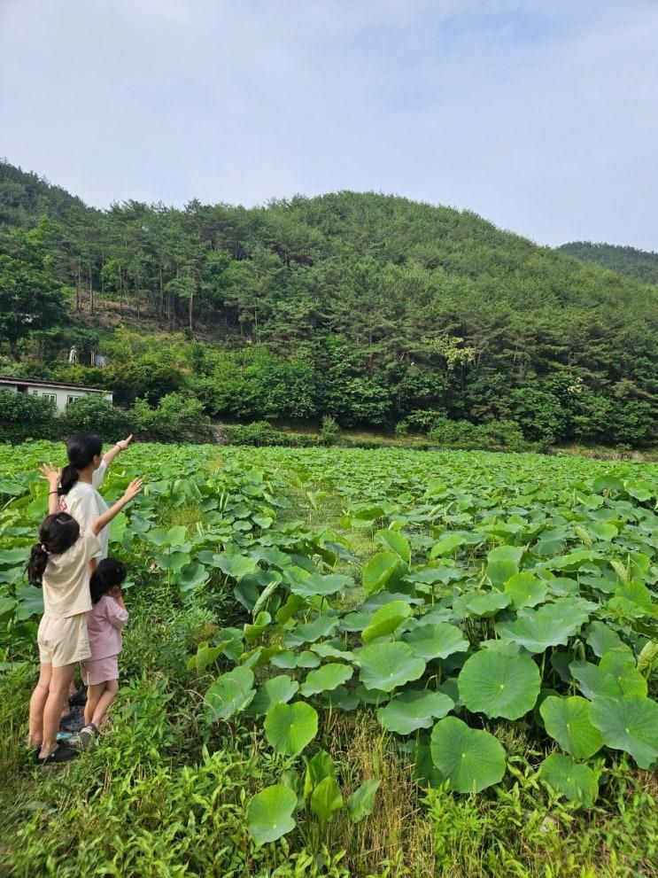 진주 아이랑 캠핑 신설캠핑장 수영장캠핑장 연꽃자리캠핑타운