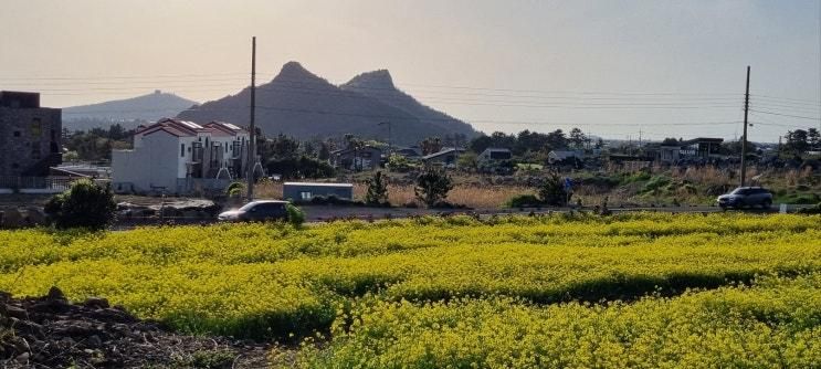 산방산 유채꽃 꽃드레농원 제주도에서 즐길 수 있는 봄의...
