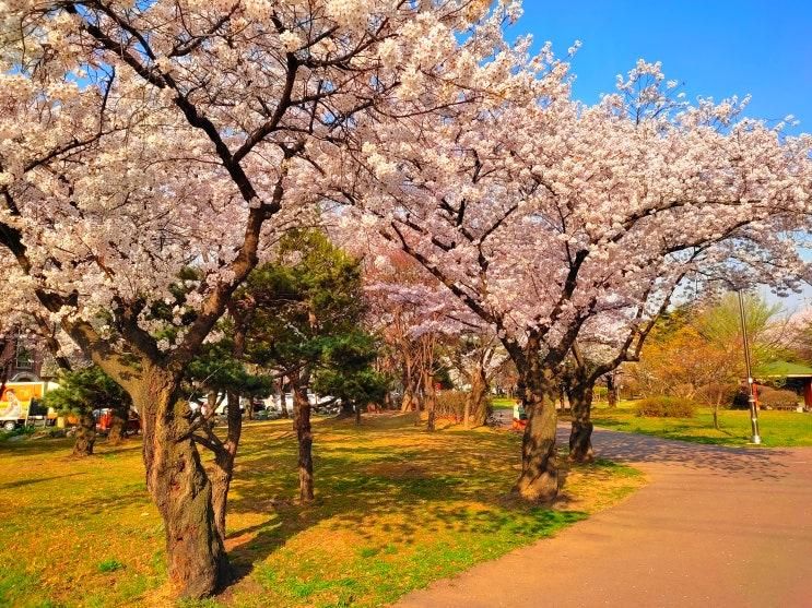 안산성호공원 벚꽃 명소