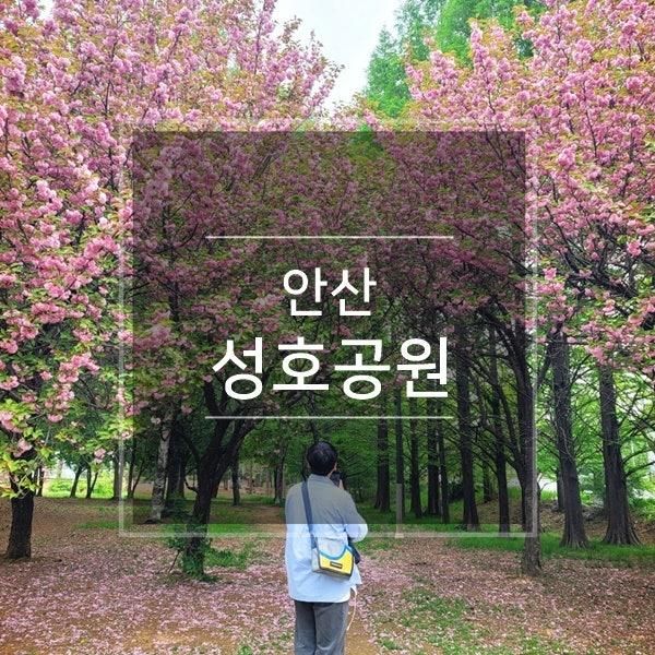 경기도 안산 겹벚꽃 명소 놀러 갈만한곳 성호공원(성호박물관)...