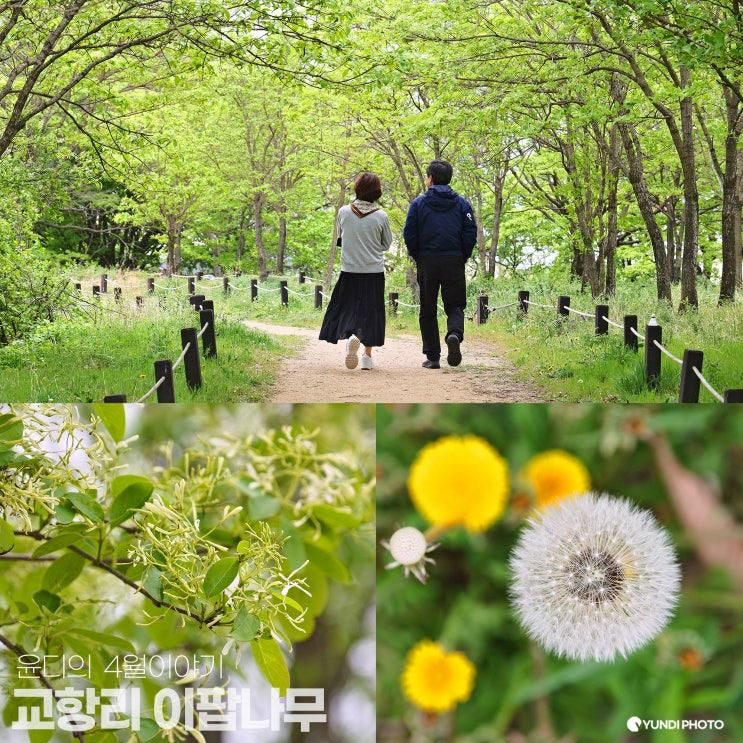 대구 교항리 이팝나무 군락지 개화상황 포토 명소 아이랑...