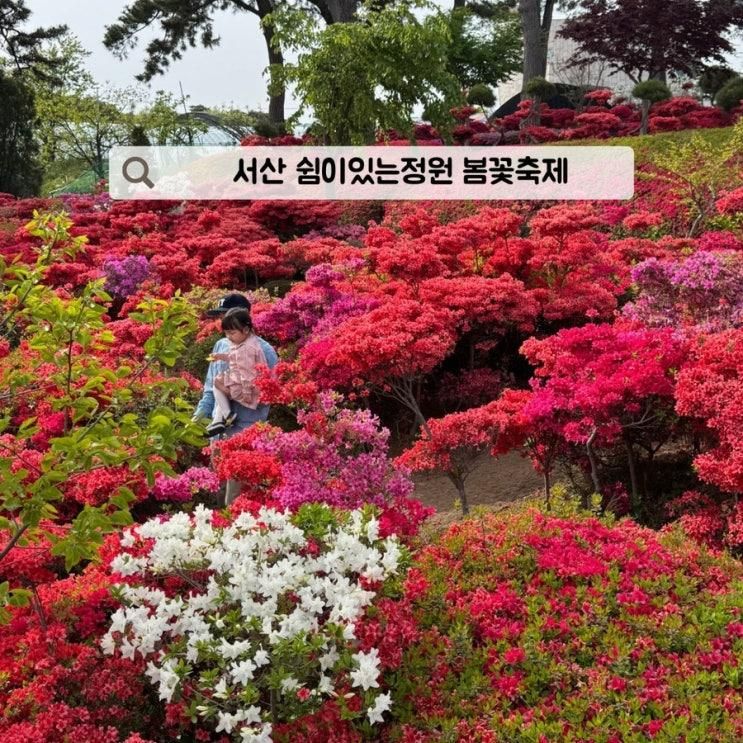 서산 카페 쉼이있는정원 봄꽃축제 연산홍 철쭉 꽃구경 명소