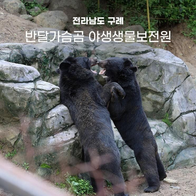 구례 아이와 가볼만한곳 지리산 반달가슴곰 야생생물보전원...