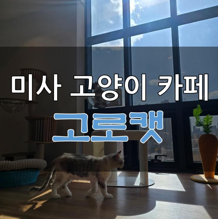 데이트 코스 놀거리 아이와 함께 가기 좋은 고양이 카페 고로캣