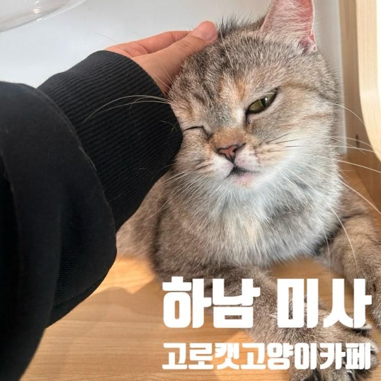 하남미사 아이들과 함께 다녀온 깨끗한 '고로캣고양이카페'