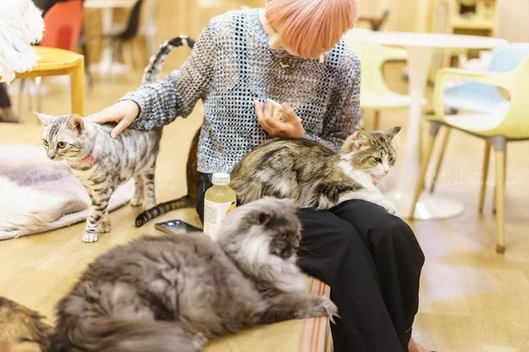 고양이 카페 일주일의 피로를 냥이들과 풀기 집사의하루 일산점