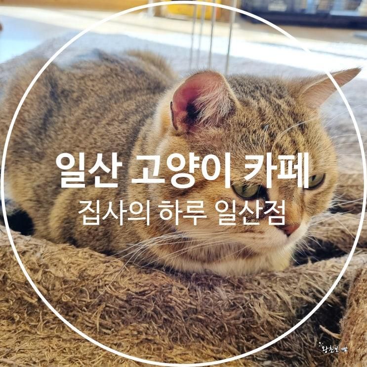 고양이 카페 아이와 실내데이트 장소로 좋은 집사의하루 일산점