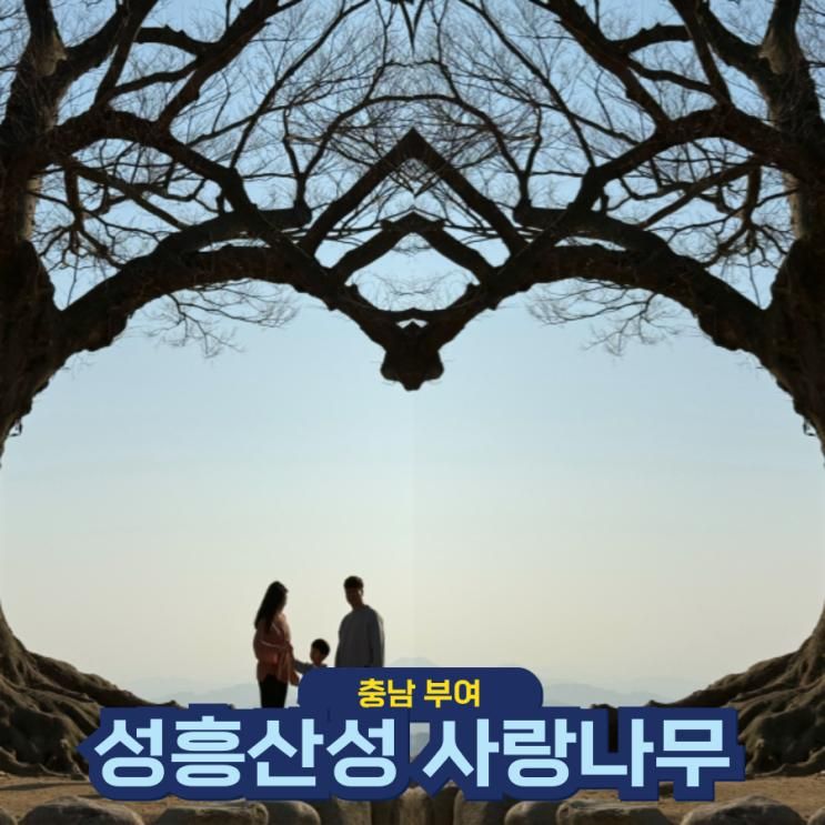 충남 부여 가볼만한곳 성흥산성 사랑의나무 인생샷 찍으러