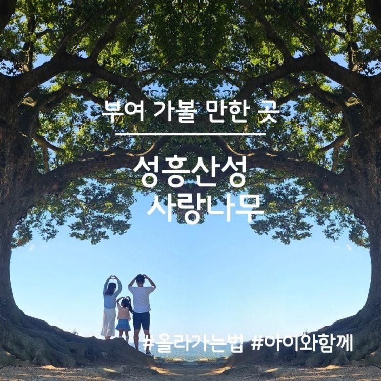 부여 가볼 만한 곳, 성흥산성 부여사랑나무 아이와 함께...