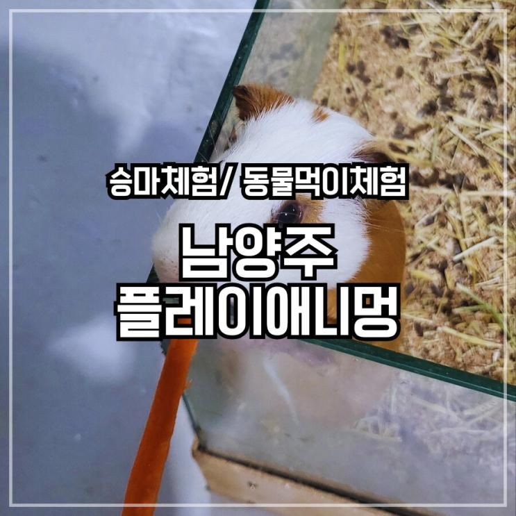 남양주 플레이애니멍 동물 먹이주기 유아 승마체험 아이랑...
