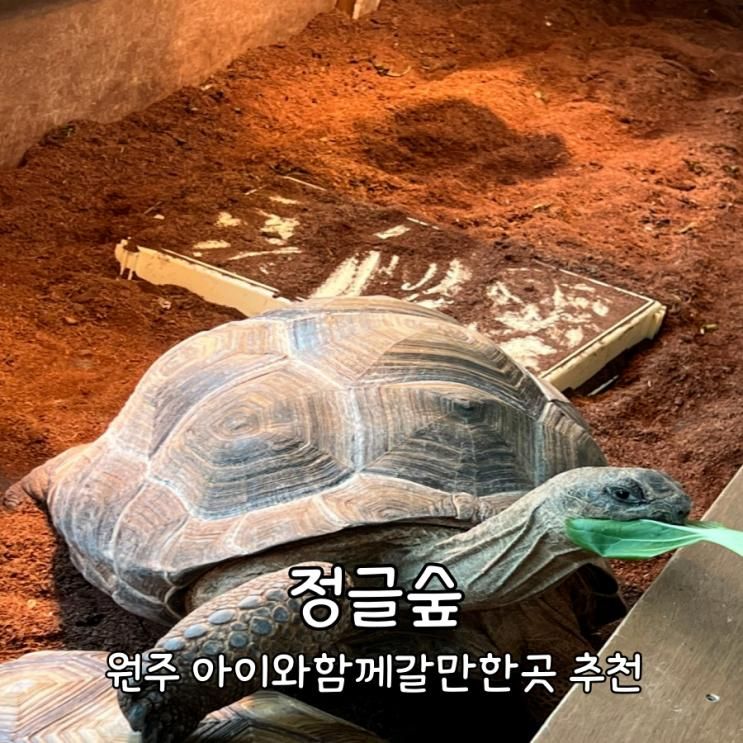 원주 신림 아이와 함께 갈만한곳 동물 먹이주기 추천 : 정글숲