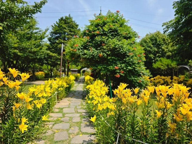 서울근교 6월 꽃구경 경기도 나들이 안산시 푸른학습장 노랑...