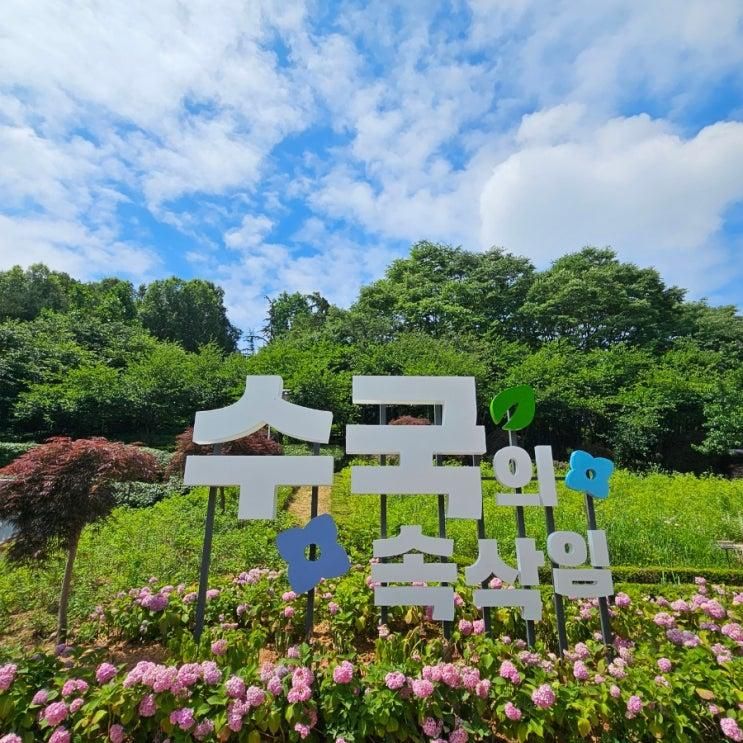 부천 도당공원  도당하늘숲 백만송이장미원 옆 수국원 수국동산...