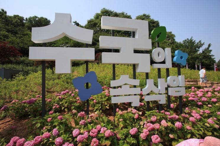 부천 데이트 코스 백만송이장미원 장미축제 , 도당공원 하늘숲...