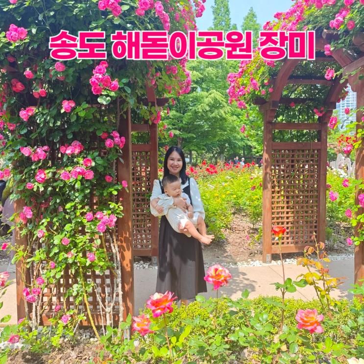 송도 해돋이공원 장미 아기와 나들이
